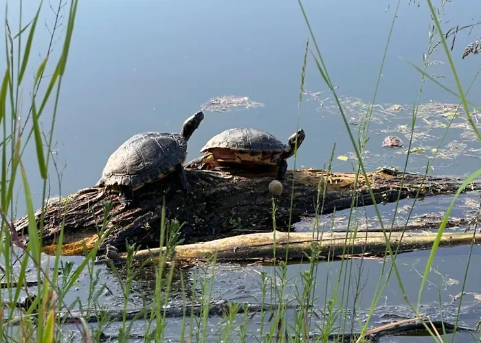 Hafenperle * Wiesbaden